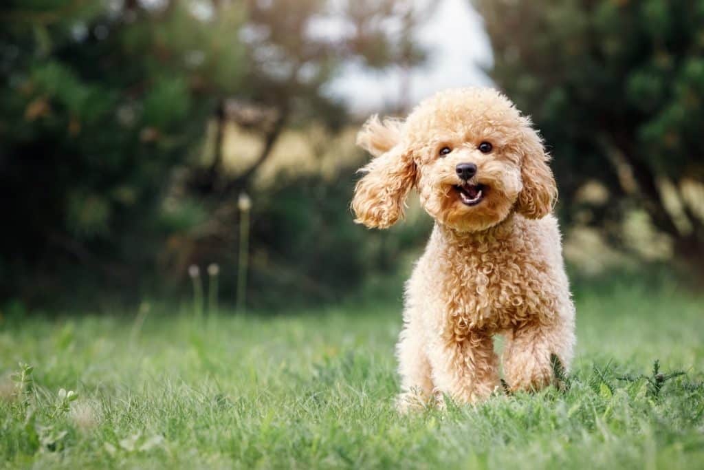 happy-dog-outside-min-1024x683