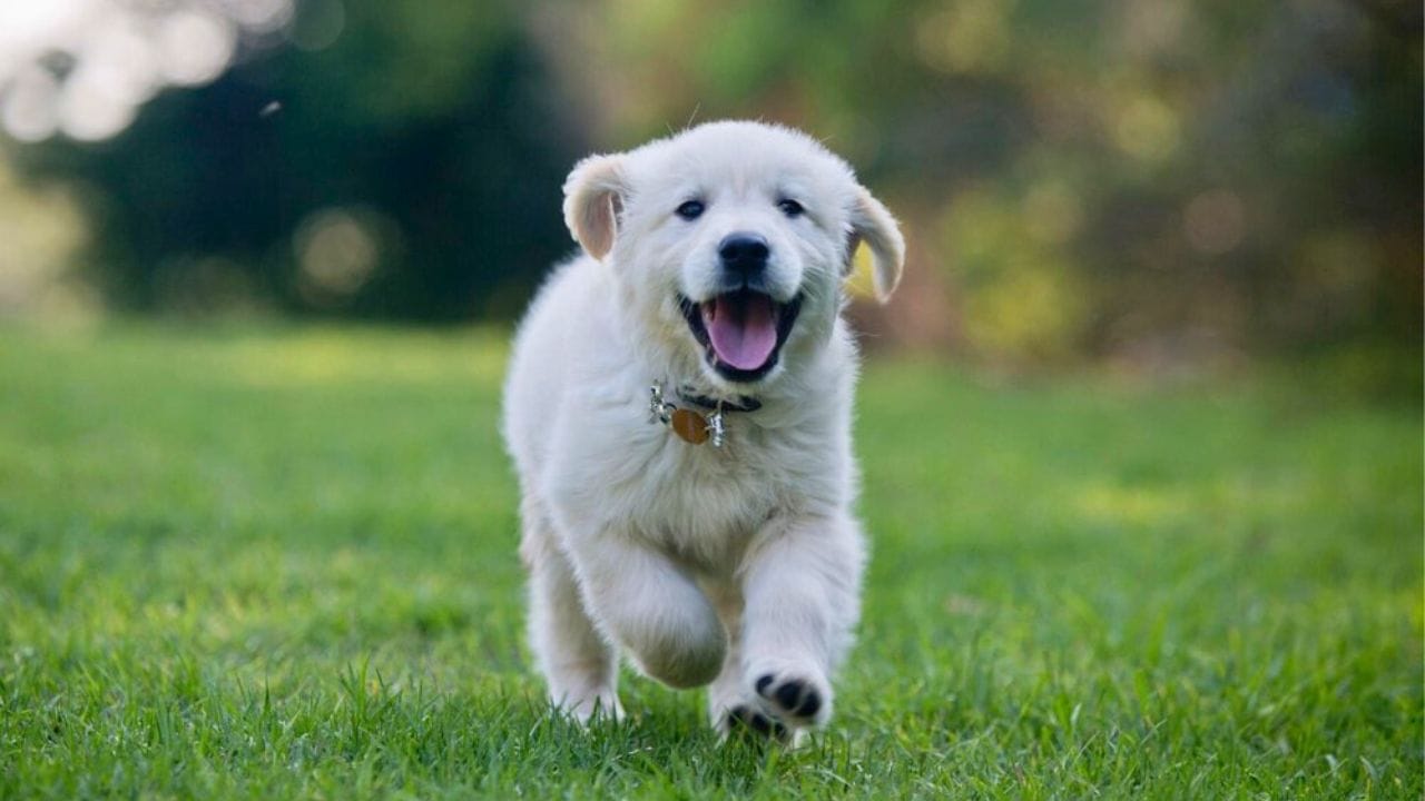 puppy-running-in-garden-1